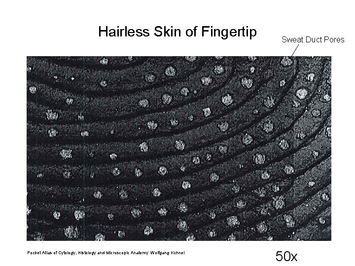 Hairless Skin of Fingertip Pocket Atlas of Cytology, Histology and Microscopic Anatomy Wolfgang Kuhnel