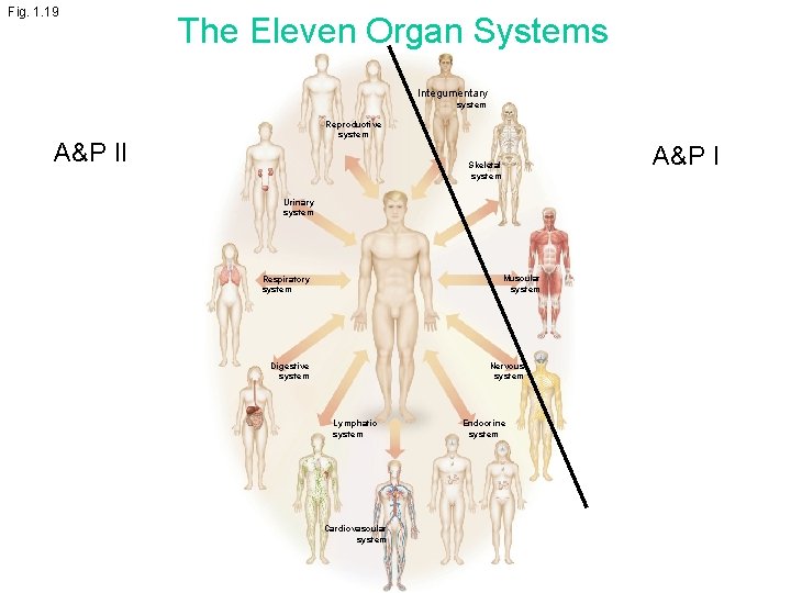 Fig. 1. 19 The Eleven Organ Systems Integumentary system Reproductive system A&P II A&P