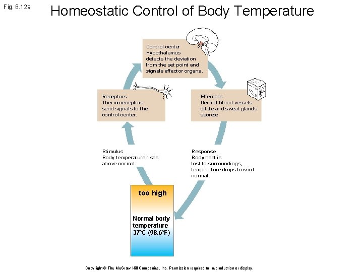 Fig. 6. 12 a Homeostatic Control of Body Temperature Control center Hypothalamus detects the