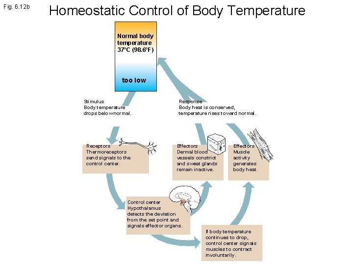 Fig. 6. 12 b Homeostatic Control of Body Temperature Normal body temperature 37°C (98.