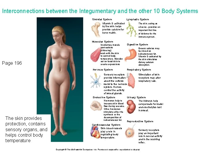 Interconnections between the Integumentary and the other 10 Body Systems Skeletal System Lymphatic System