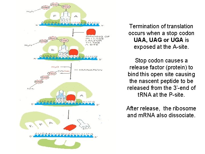Translation is the process where the codons of