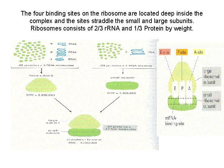 Translation is the process where the codons of