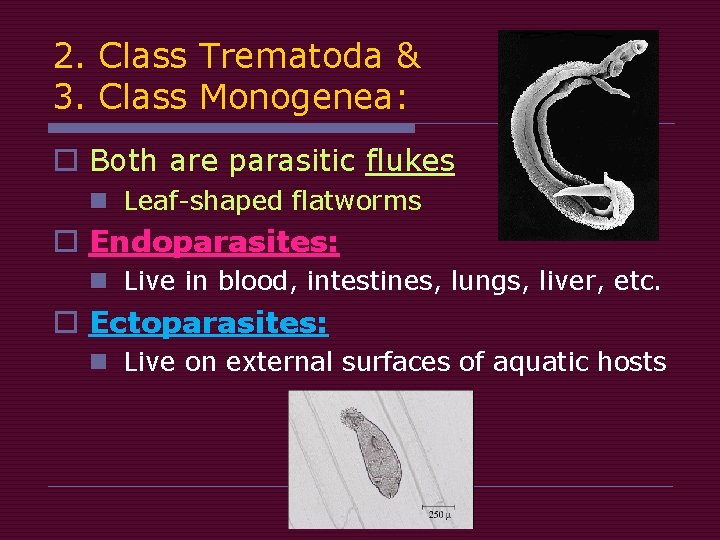 2. Class Trematoda & 3. Class Monogenea: o Both are parasitic flukes n Leaf-shaped