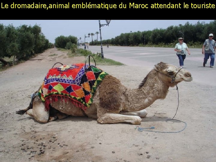 Le dromadaire, animal emblématique du Maroc attendant le touriste 