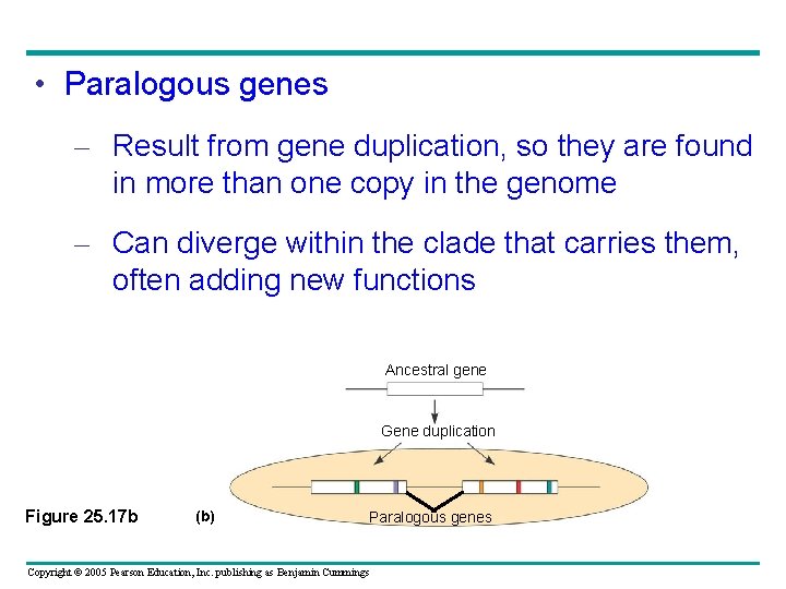 Chapter 25 Phylogeny And Systematics Power Point Lectures Chapter 25 Phylogeny And Systematics Power Point Lectures