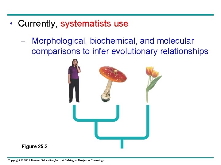  • Currently, systematists use – Morphological, biochemical, and molecular comparisons to infer evolutionary