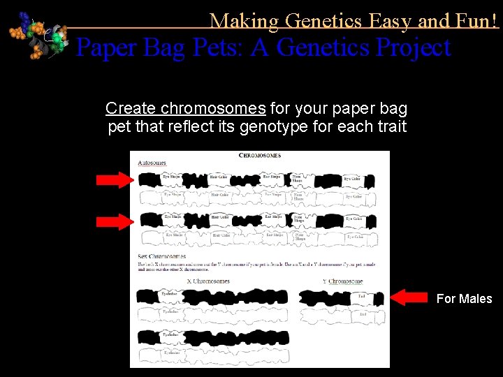 Making Genetics Easy and Fun! Paper Bag Pets: A Genetics Project Create chromosomes for