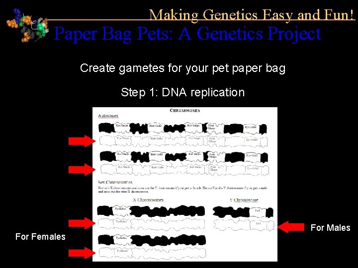 Making Genetics Easy and Fun! Paper Bag Pets: A Genetics Project Create gametes for