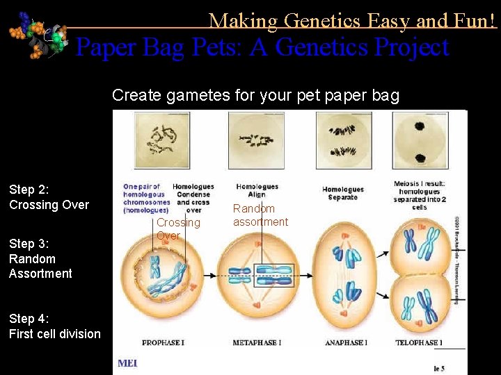 Making Genetics Easy and Fun! Paper Bag Pets: A Genetics Project Create gametes for