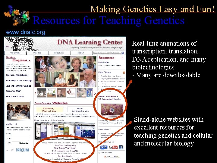 Making Genetics Easy and Fun! Resources for Teaching Genetics www. dnalc. org Real-time animations