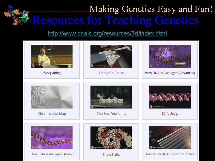 Making Genetics Easy and Fun! Resources for Teaching Genetics http: //www. dnalc. org/resources/3 d/index.