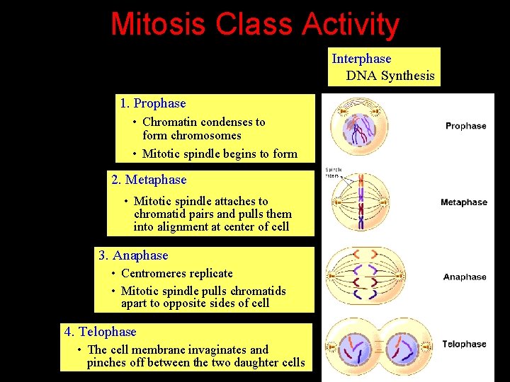 Mitosis Class Activity Use play dough to act out the steps of mitosis 1.