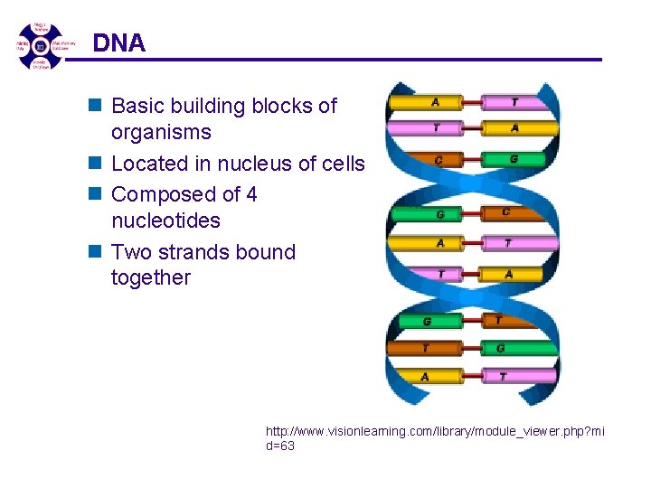 DNA n Basic building blocks of organisms n Located in nucleus of cells n DNA n Basic building blocks of organisms n Located in nucleus of cells n