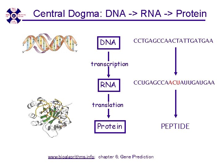 Central Dogma: DNA -> RNA -> Protein DNA CCTGAGCCAACTATTGATGAA transcription RNA CCUGAGCCAACUAUUGAUGAA translation Protein Central Dogma: DNA -> RNA -> Protein DNA CCTGAGCCAACTATTGATGAA transcription RNA CCUGAGCCAACUAUUGAUGAA translation Protein
