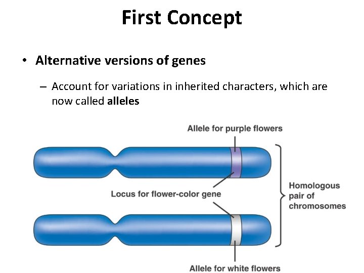 First Concept • Alternative versions of genes – Account for variations in inherited characters,