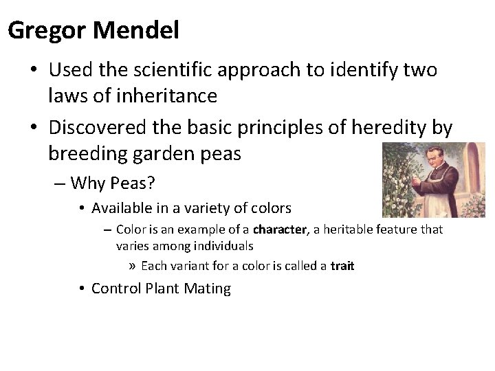 Gregor Mendel • Used the scientific approach to identify two laws of inheritance •