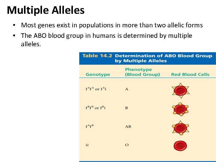 Multiple Alleles • Most genes exist in populations in more than two allelic forms