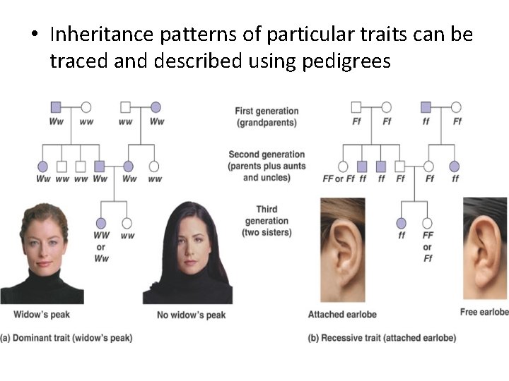  • Inheritance patterns of particular traits can be traced and described using pedigrees