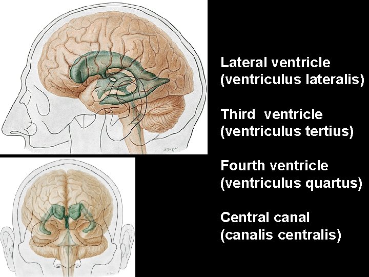 Lateral ventricle (ventriculus lateralis) Third ventricle (ventriculus tertius) Fourth ventricle (ventriculus quartus) Central canal