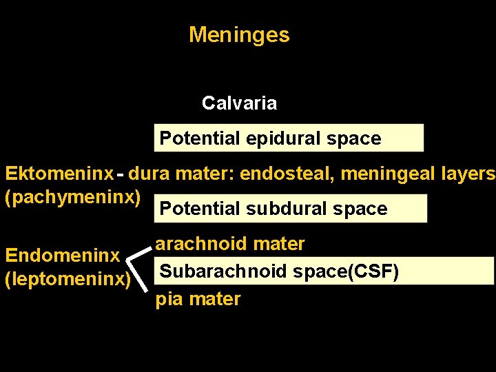 Meninges Calvaria Potential epidural space Ektomeninx - dura mater: endosteal, meningeal layers (pachymeninx) Potential