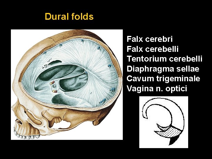 Dural folds Falx cerebri Falx cerebelli Tentorium cerebelli Diaphragma sellae Cavum trigeminale Vagina n.