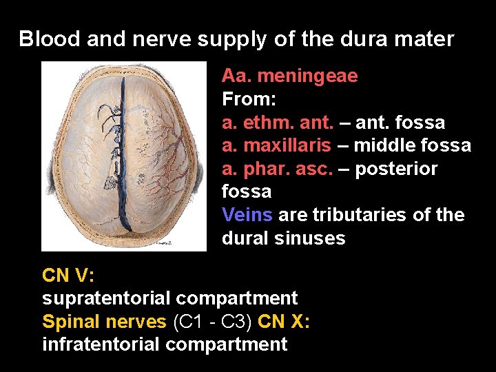 Blood and nerve supply of the dura mater Aa. meningeae From: a. ethm. ant.