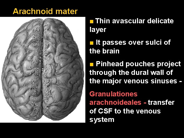 Arachnoid mater ■ Thin avascular delicate layer ■ It passes over sulci of the