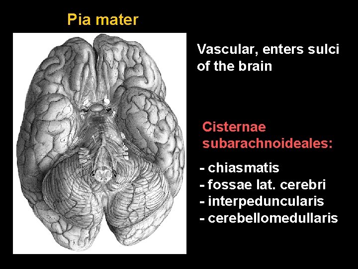Pia mater Vascular, enters sulci of the brain Cisternae subarachnoideales: - chiasmatis - fossae