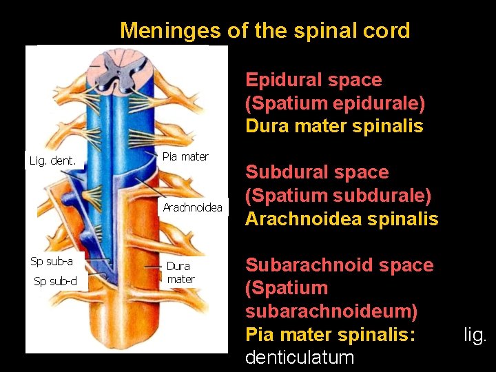 Meninges of the spinal cord Epidural space (Spatium epidurale) Dura mater spinalis Lig. dent.