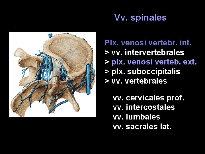 Vv. spinales Plx. venosi vertebr. int. > vv. intervertebrales > plx. venosi verteb. ext.