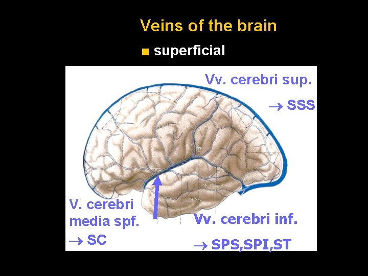 Veins of the brain ■ superficial Vv. cerebri sup. SSS V. cerebri media spf.