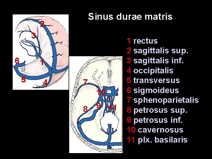 Sinus durae matris 2 3 6 1 5 4 7 10 8 9 11