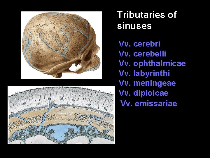 Tributaries of sinuses Vv. cerebri Vv. cerebelli Vv. ophthalmicae Vv. labyrinthi Vv. meningeae Vv.