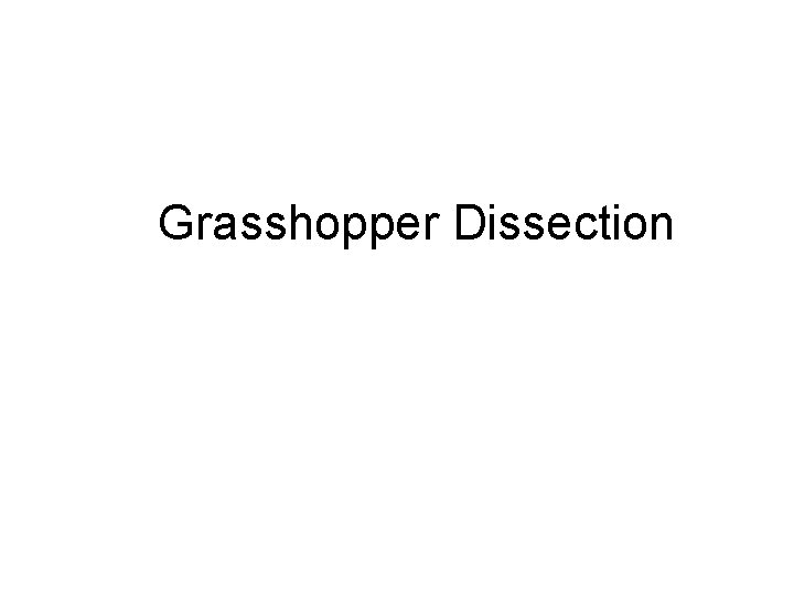 Grasshopper Dissection 