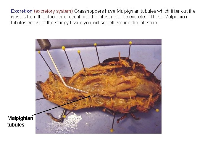 Excretion (excretory system) Grasshoppers have Malpighian tubules which filter out the wastes from the