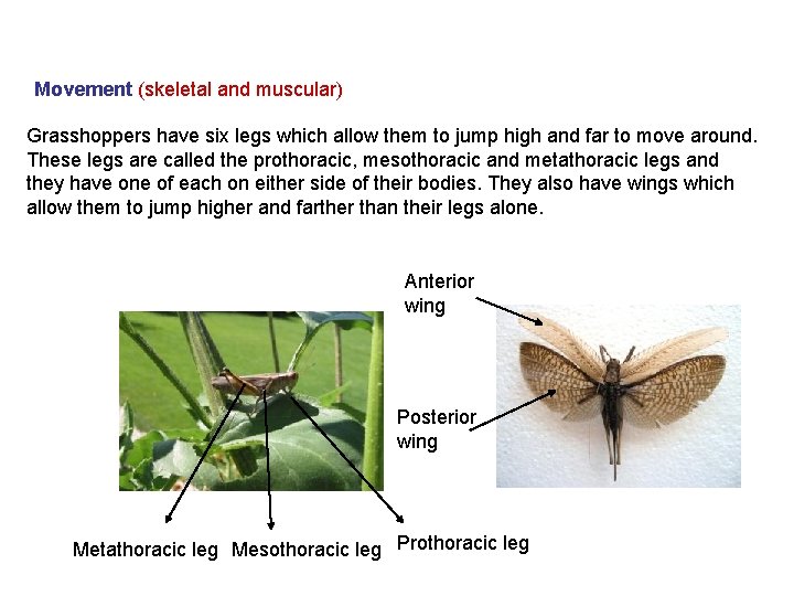Movement (skeletal and muscular) Grasshoppers have six legs which allow them to jump high