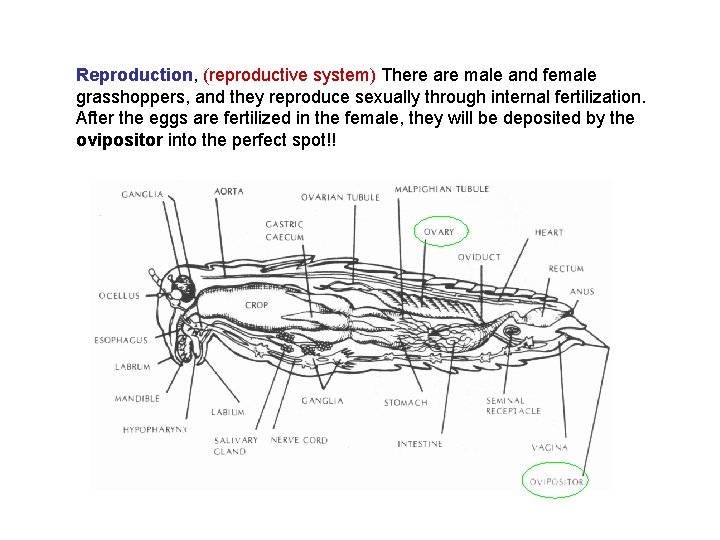 Reproduction, (reproductive system) There are male and female grasshoppers, and they reproduce sexually through