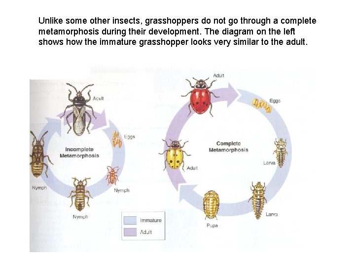 Unlike some other insects, grasshoppers do not go through a complete metamorphosis during their