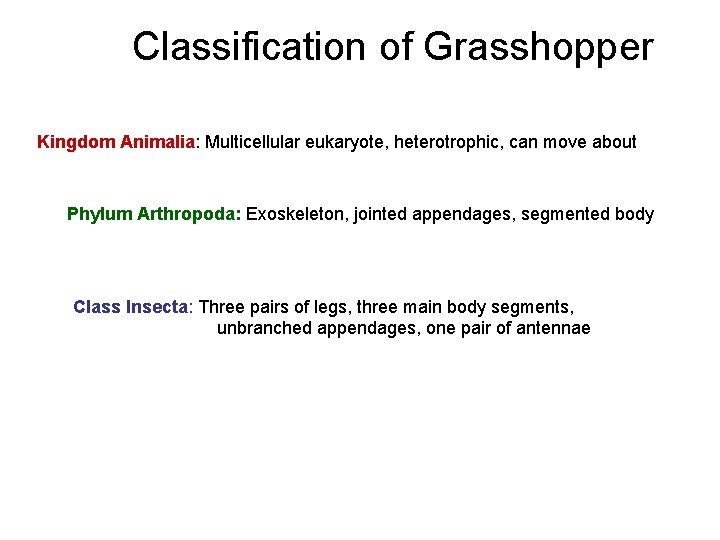 Classification of Grasshopper Kingdom Animalia: Multicellular eukaryote, heterotrophic, can move about Phylum Arthropoda: Exoskeleton,