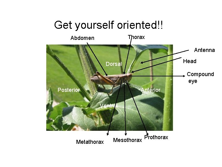 Get yourself oriented!! Thorax Abdomen Antenna Head Dorsal Compound eye Posterior Anterior Ventral Metathorax