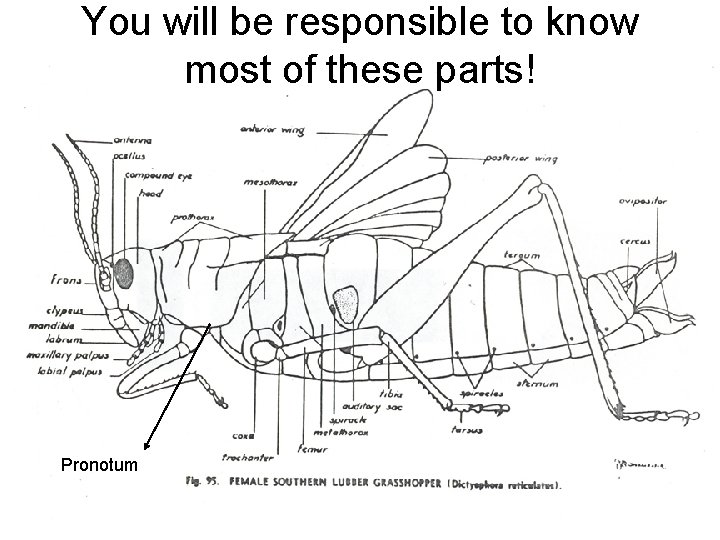 You will be responsible to know most of these parts! Pronotum 