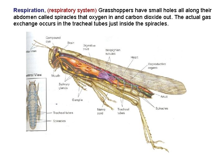 Respiration, (respiratory system) Grasshoppers have small holes all along their abdomen called spiracles that