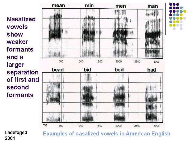 Nasalized vowels show weaker formants and a larger separation of first and second formants