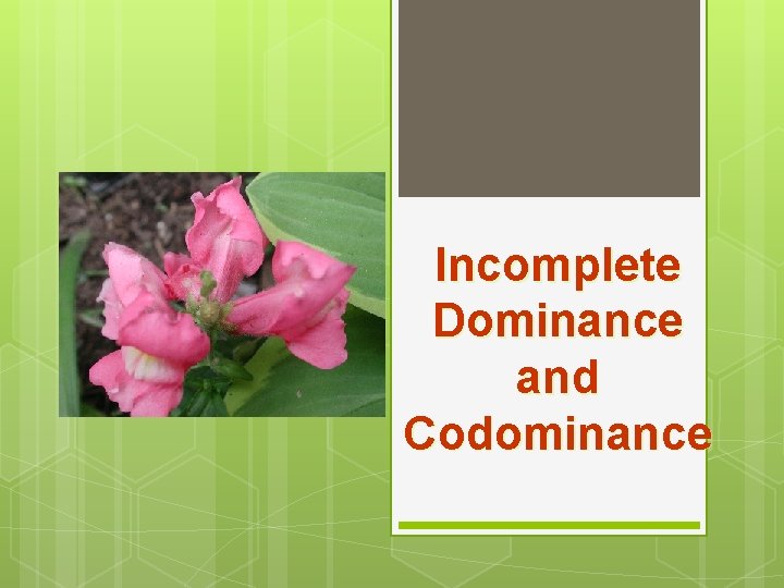 Incomplete Dominance and Codominance 