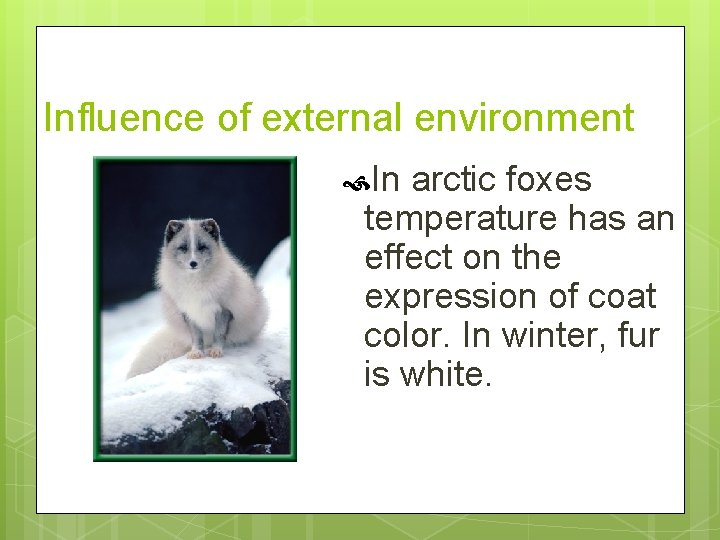 Influence of external environment In arctic foxes temperature has an effect on the expression