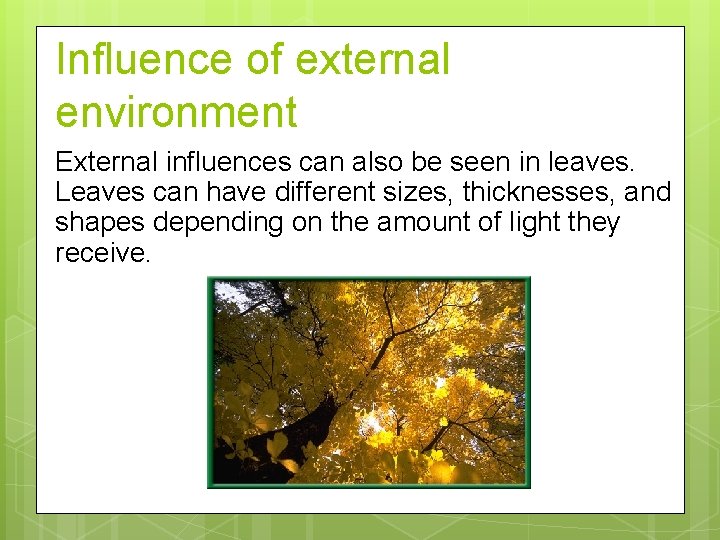 Influence of external environment External influences can also be seen in leaves. Leaves can