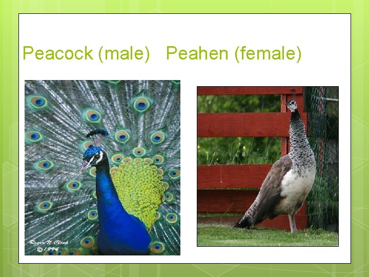 Peacock (male) Peahen (female) 