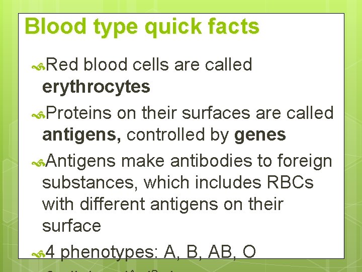 Blood type quick facts Red blood cells are called erythrocytes Proteins on their surfaces