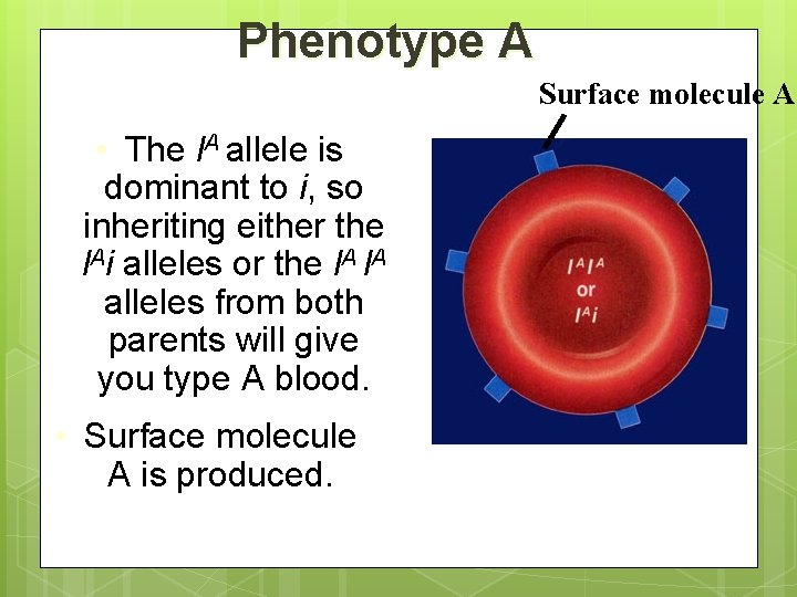 Phenotype A Surface molecule A • The l. A allele is dominant to i,